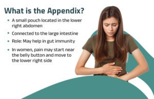 What is the Appendix